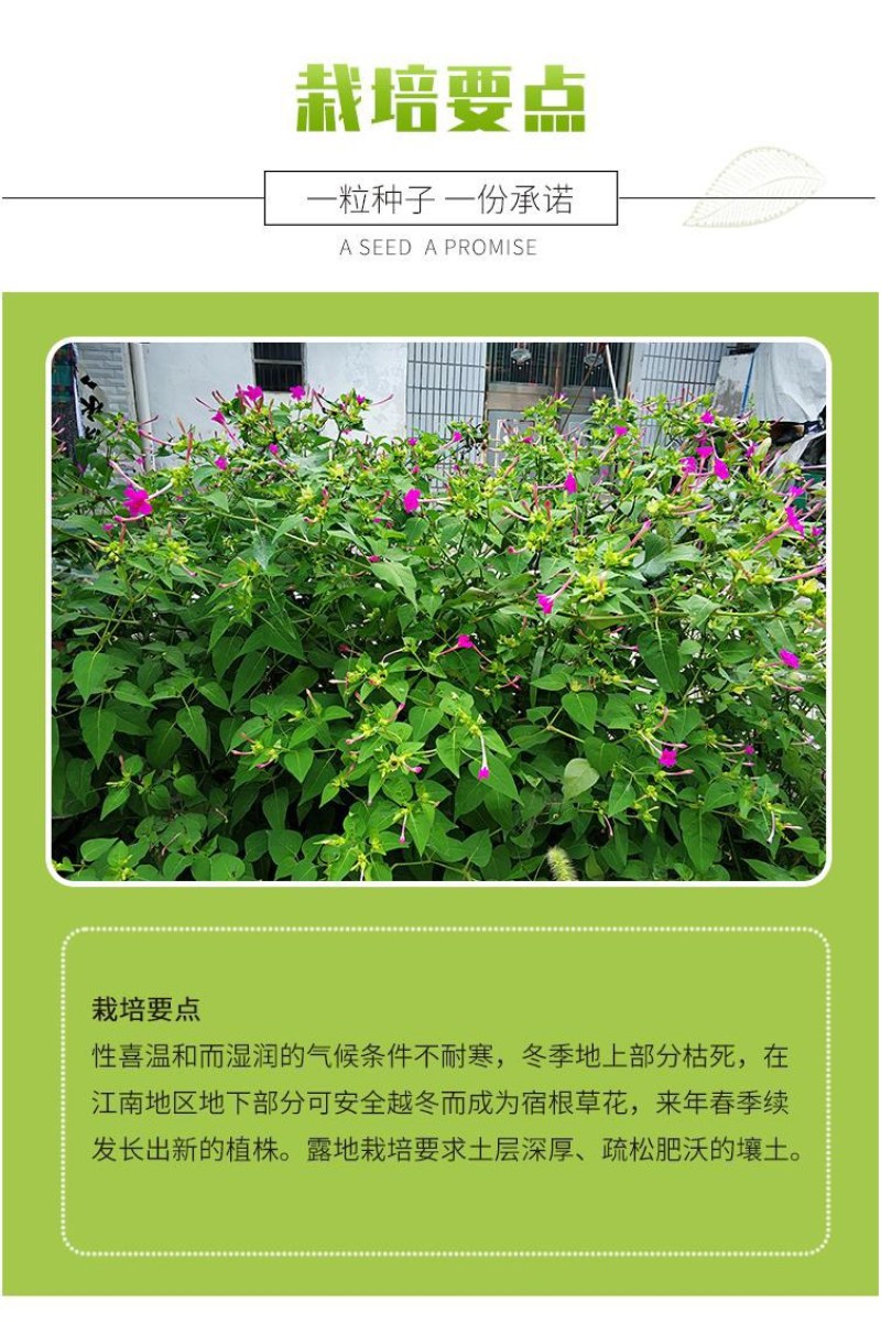 紫茉莉种子盆栽室外庭院四季易种地雷花籽夏秋开花易活种子
