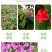 紫茉莉种子盆栽室外庭院四季易种地雷花籽夏秋开花易活种子