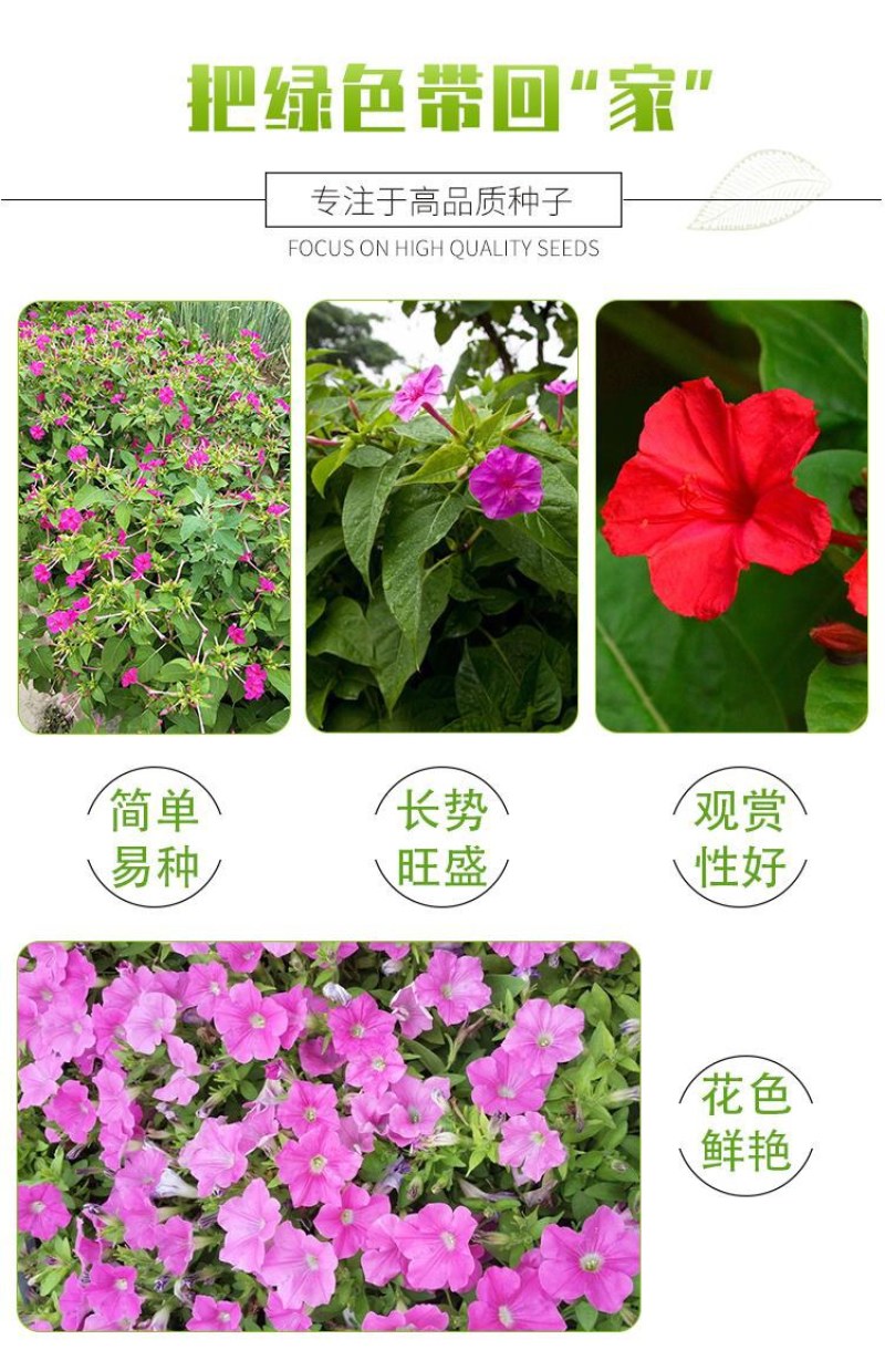 紫茉莉种子盆栽室外庭院四季易种地雷花籽夏秋开花易活种子