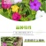 紫茉莉种子盆栽室外庭院四季易种地雷花籽夏秋开花易活种子