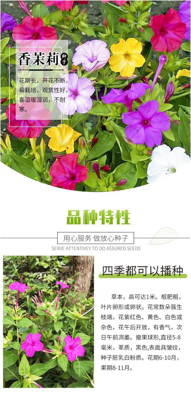 紫茉莉种子盆栽室外庭院四季易种地雷花籽夏秋开花易活种子