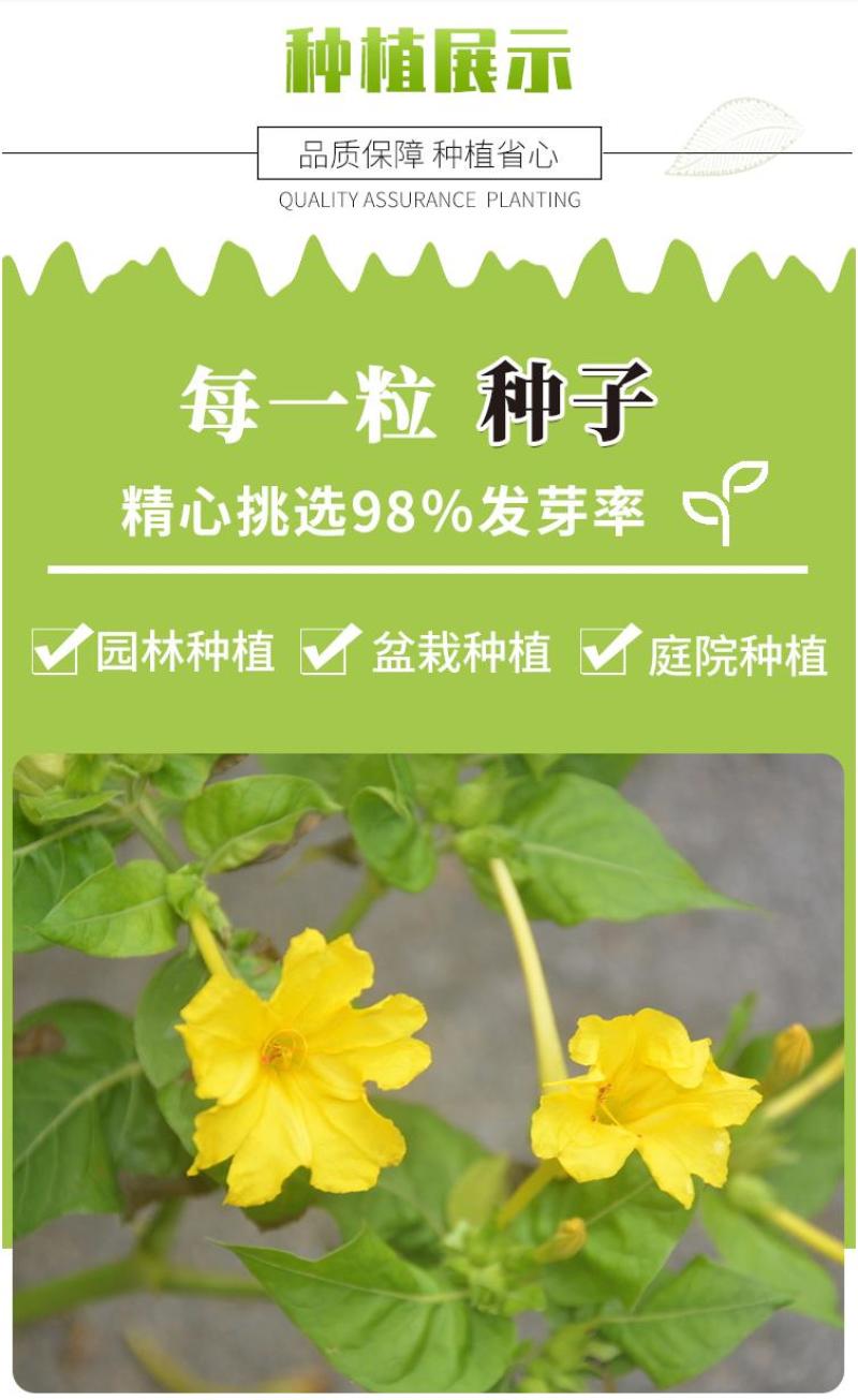紫茉莉种子盆栽室外庭院四季易种地雷花籽夏秋开花易活种子