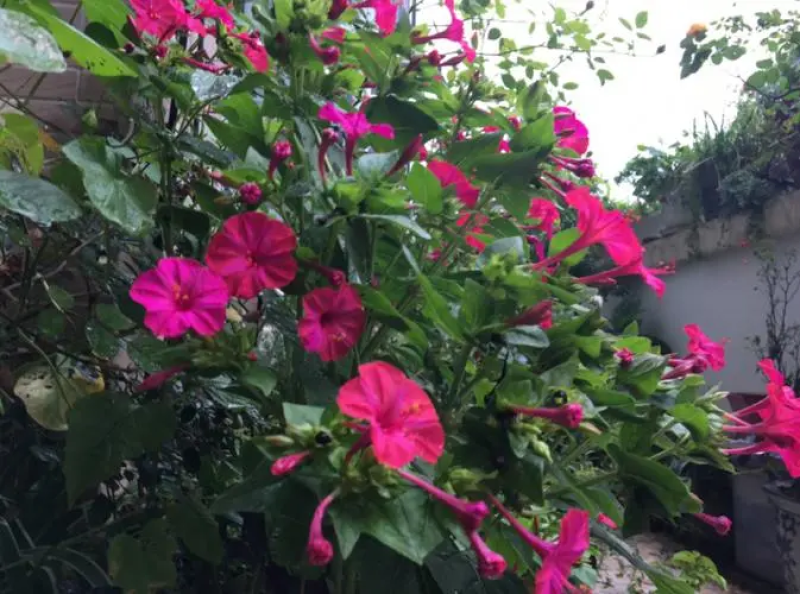 紫茉莉种子盆栽室外庭院四季易种地雷花籽夏秋开花易活种子