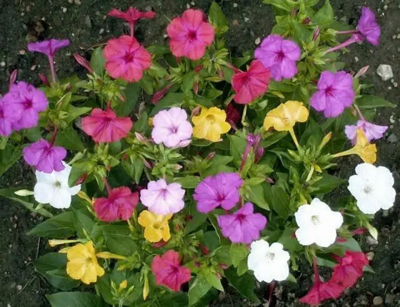 紫茉莉种子盆栽室外庭院四季易种地雷花籽夏秋开花易活种子