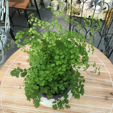 绿植花卉耐阴水培铁线蕨盆栽铁丝草多年生常绿草本观叶绿植