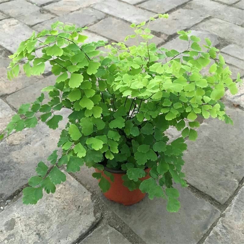 绿植花卉耐阴水培铁线蕨盆栽铁丝草多年生常绿草本观叶绿植
