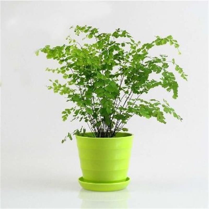 绿植花卉耐阴水培铁线蕨盆栽铁丝草多年生常绿草本观叶绿植