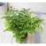 绿植花卉耐阴水培铁线蕨盆栽铁丝草多年生常绿草本观叶绿植