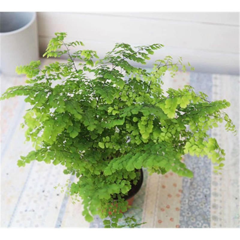 绿植花卉耐阴水培铁线蕨盆栽铁丝草多年生常绿草本观叶绿植