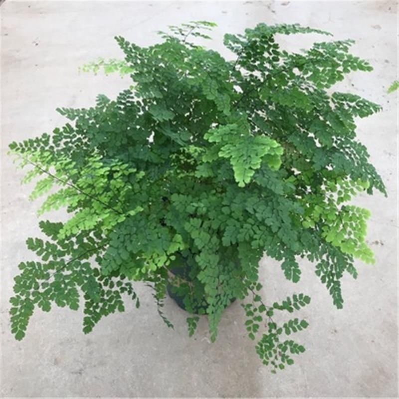 绿植花卉耐阴水培铁线蕨盆栽铁丝草多年生常绿草本观叶绿植