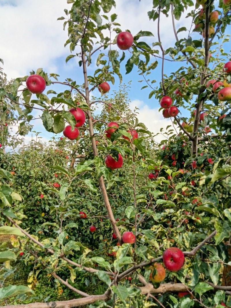四川凉山盐源县华硕苹果现在大量上市。欢迎订购。