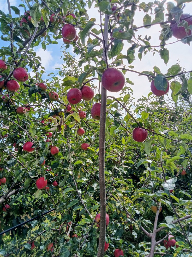 四川凉山盐源县华硕苹果现在大量上市。欢迎订购。