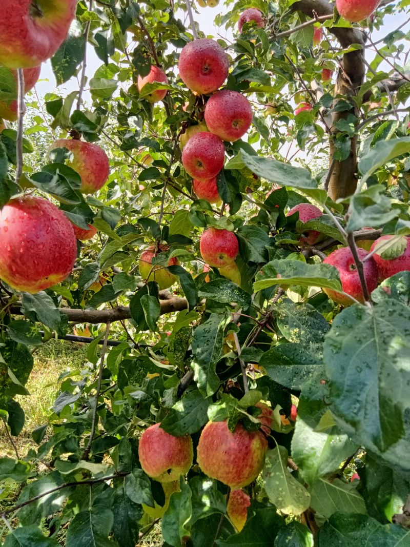 四川凉山盐源县华硕苹果现在大量上市。欢迎订购。
