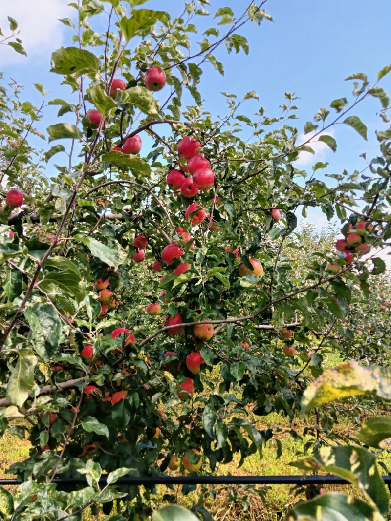 四川凉山盐源县华硕苹果现在大量上市。欢迎订购。