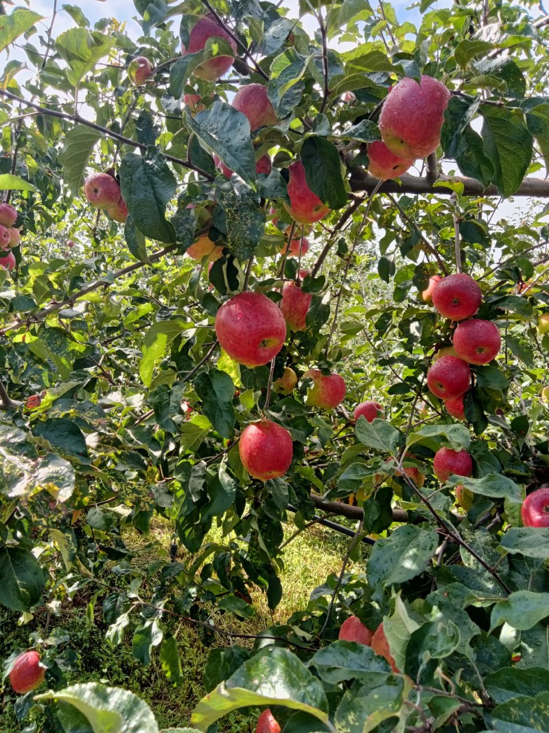 四川凉山盐源县华硕苹果现在大量上市。欢迎订购。