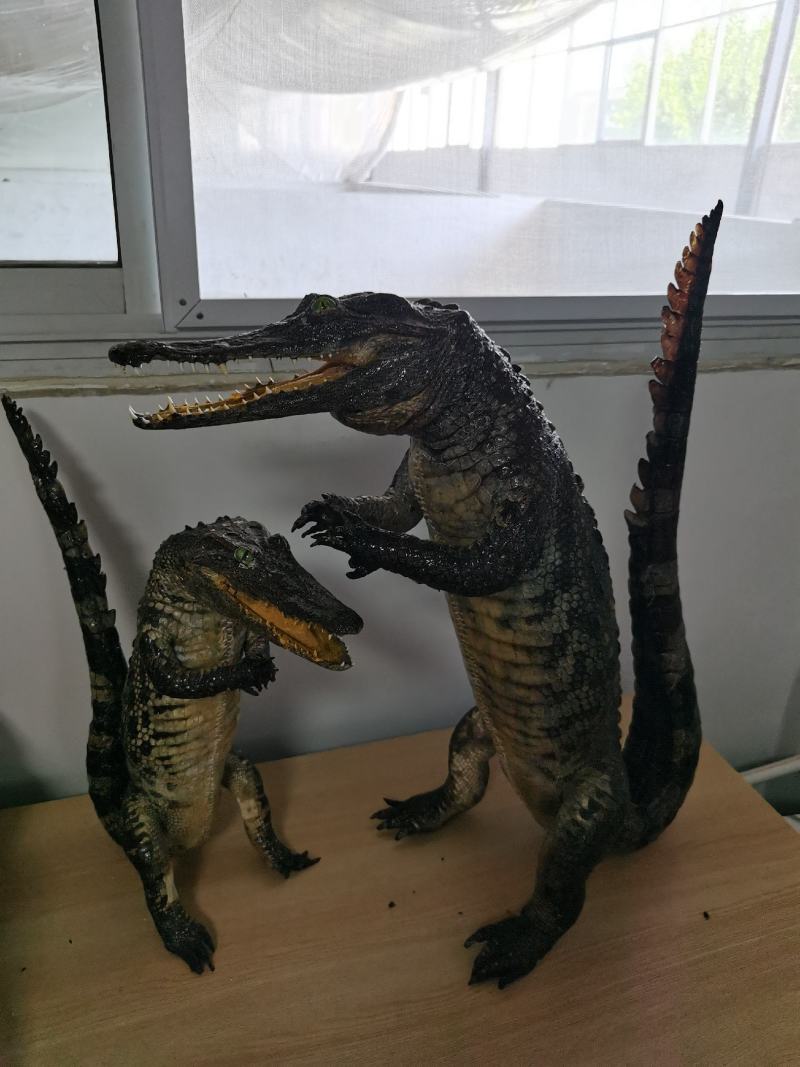 鳄鱼商品鳄鱼人工养殖鳄鱼活体大小规格齐全