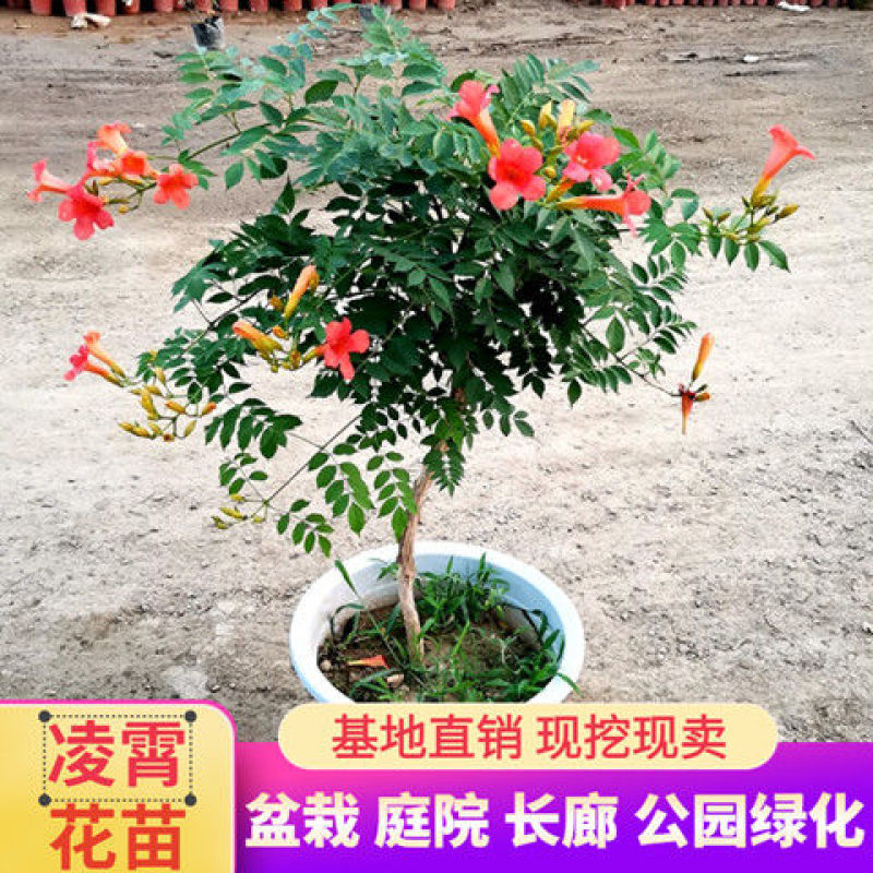 凌霄花树苗盆栽四季阳台庭院老桩紫藤花卉绿化苗爬藤植物攀爬