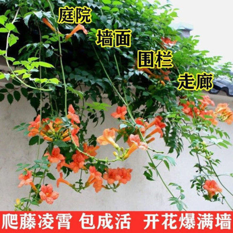 凌霄花树苗盆栽四季阳台庭院老桩紫藤花卉绿化苗爬藤植物攀爬