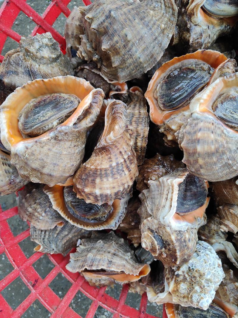 鲜活海螺物美价廉，个个饱满，质量保证，欢迎选购