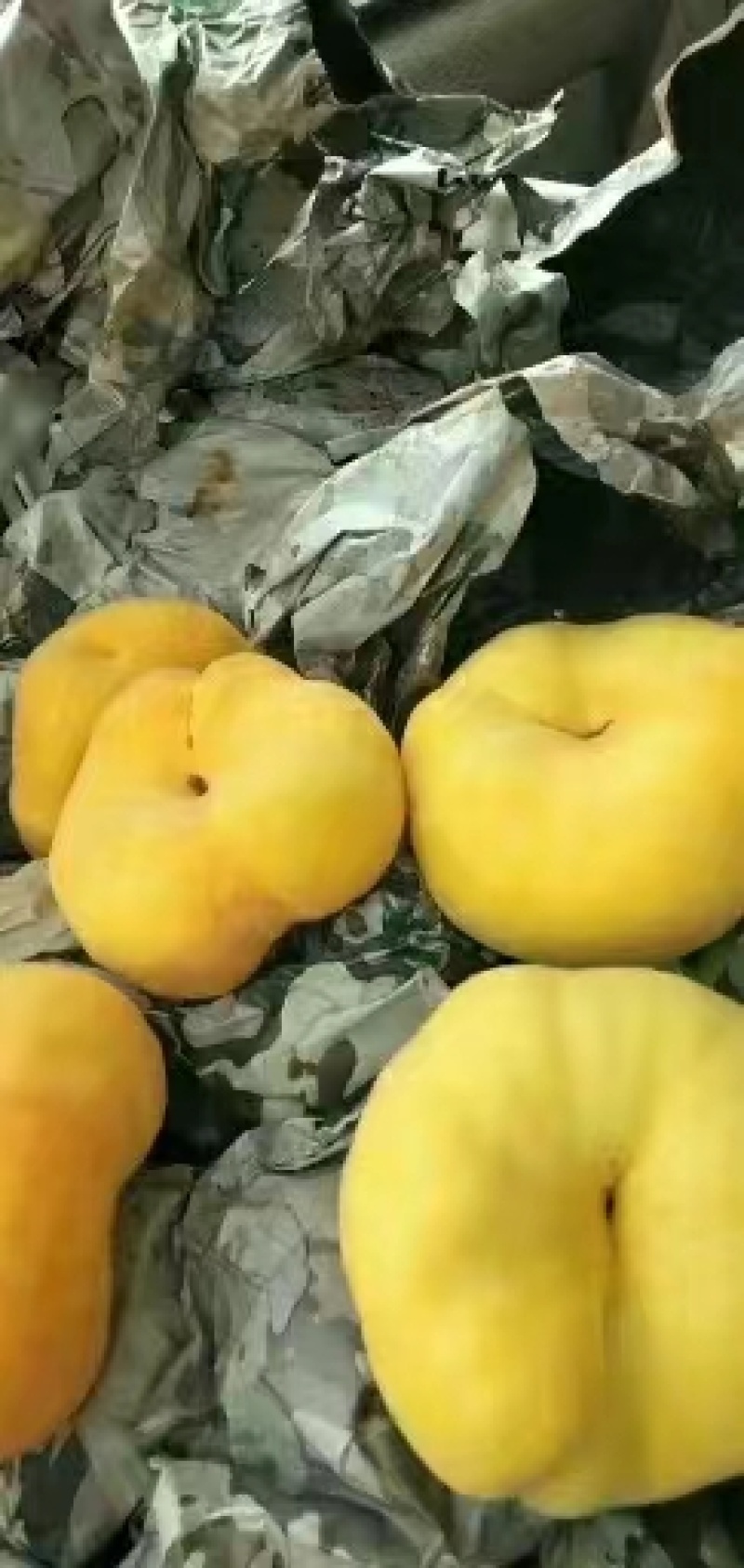 黄桃，纸代精品黄蟠油蟠大量上市高糖度脆甜桃