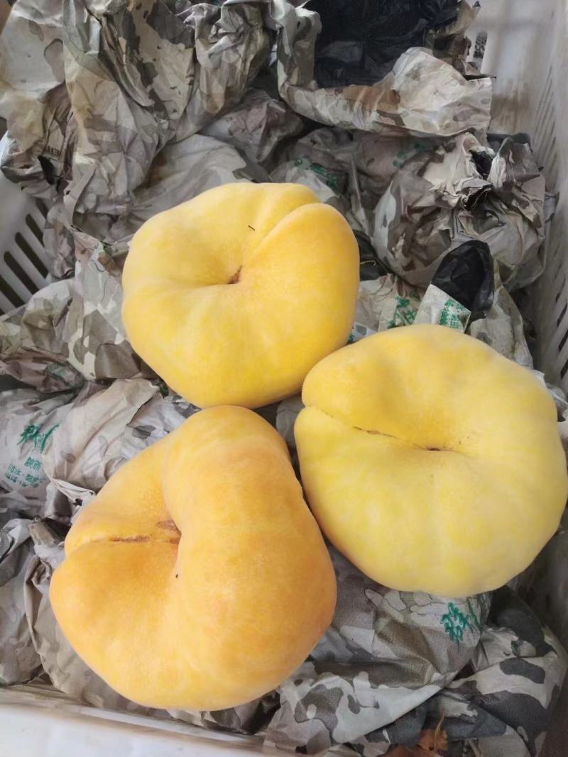 黄桃，纸代精品黄蟠油蟠大量上市高糖度脆甜桃