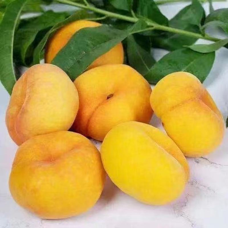 黄桃，纸代精品黄蟠油蟠大量上市高糖度脆甜桃
