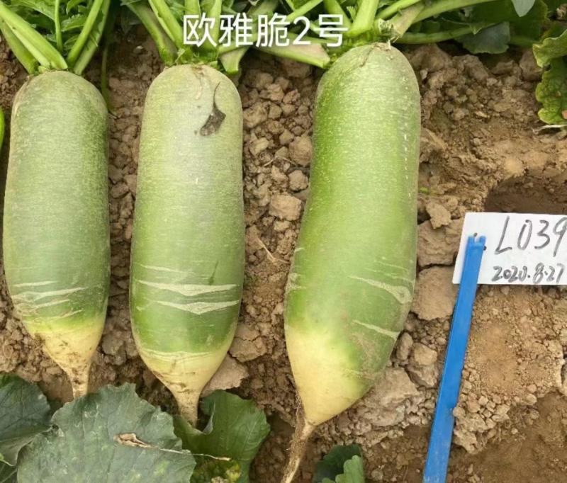 高产四季萝卜欧雅脆水果萝卜种子杂交一代青皮绿肉萝卜种子