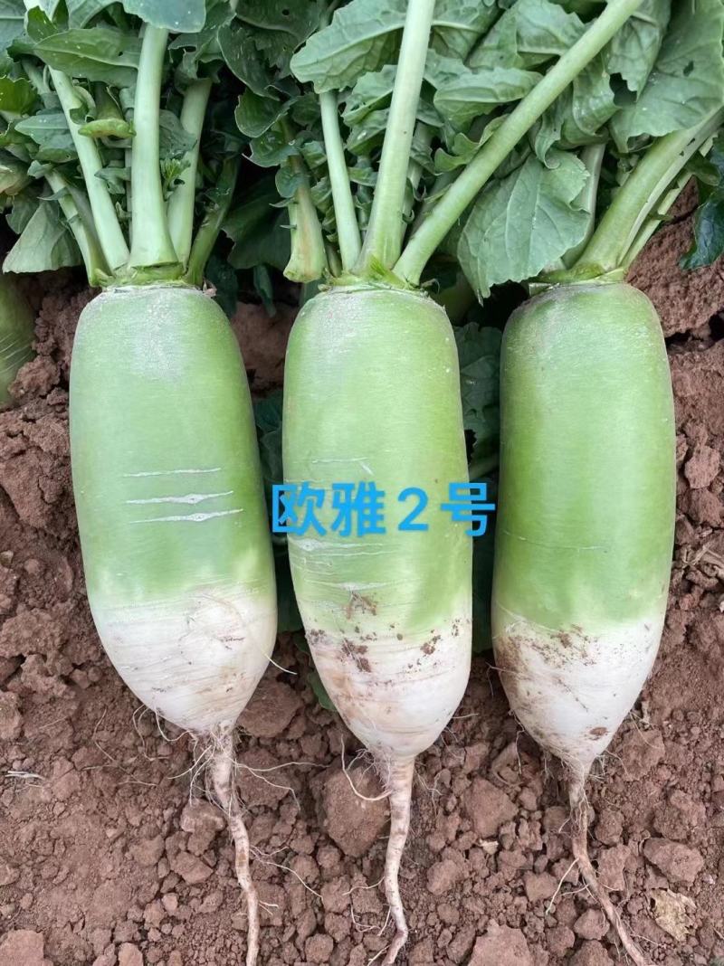高产四季萝卜欧雅脆水果萝卜种子杂交一代青皮绿肉萝卜种子