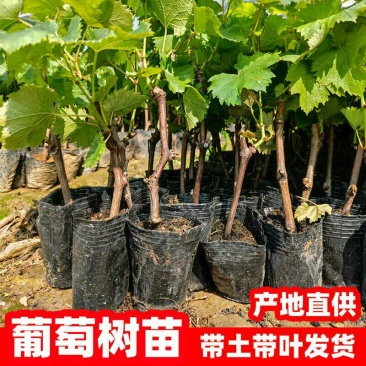 葡萄树苖秧苗爬藤葡萄果苗原盆原土带叶南方北方盆栽当年结果