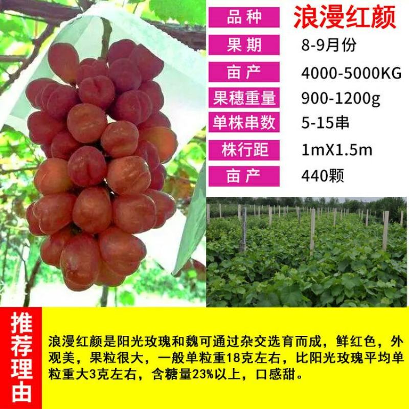 葡萄树苖秧苗爬藤葡萄果苗原盆原土带叶南方北方盆栽当年结果