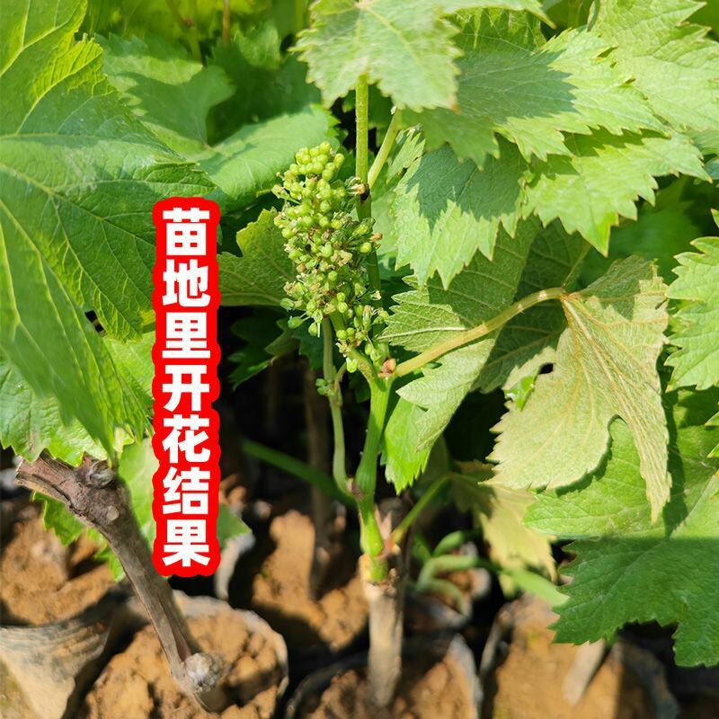 葡萄树苖秧苗爬藤葡萄果苗原盆原土带叶南方北方盆栽当年结果