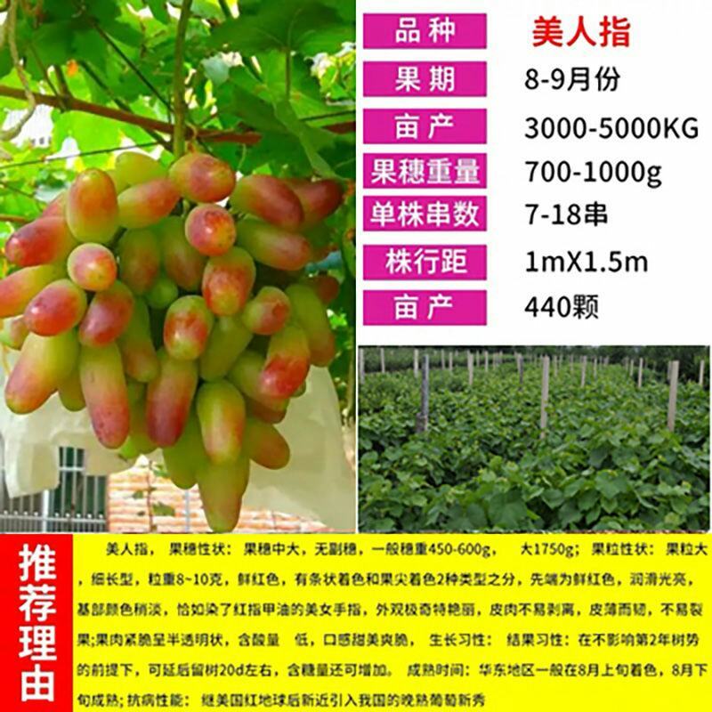 葡萄树苖秧苗爬藤葡萄果苗原盆原土带叶南方北方盆栽当年结果