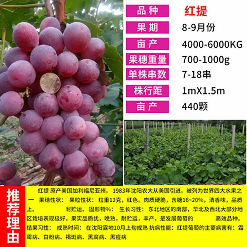 葡萄树苖秧苗爬藤葡萄果苗原盆原土带叶南方北方盆栽当年结果