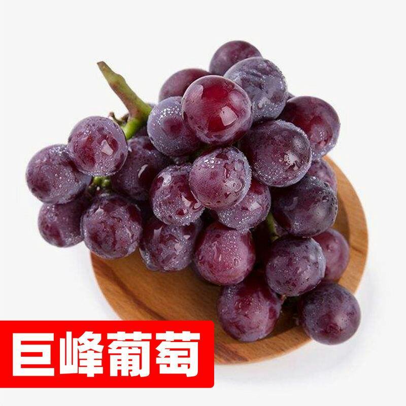 葡萄树苖秧苗爬藤葡萄果苗原盆原土带叶南方北方盆栽当年结果
