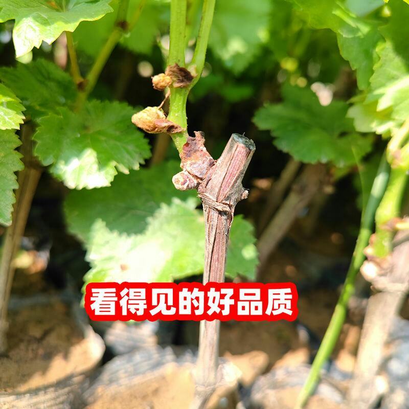 葡萄树苖秧苗爬藤葡萄果苗原盆原土带叶南方北方盆栽当年结果