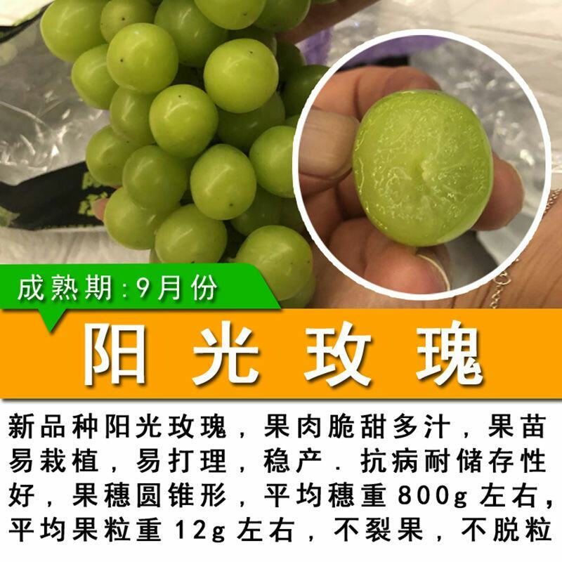葡萄树苖秧苗爬藤葡萄果苗原盆原土带叶南方北方盆栽当年结果