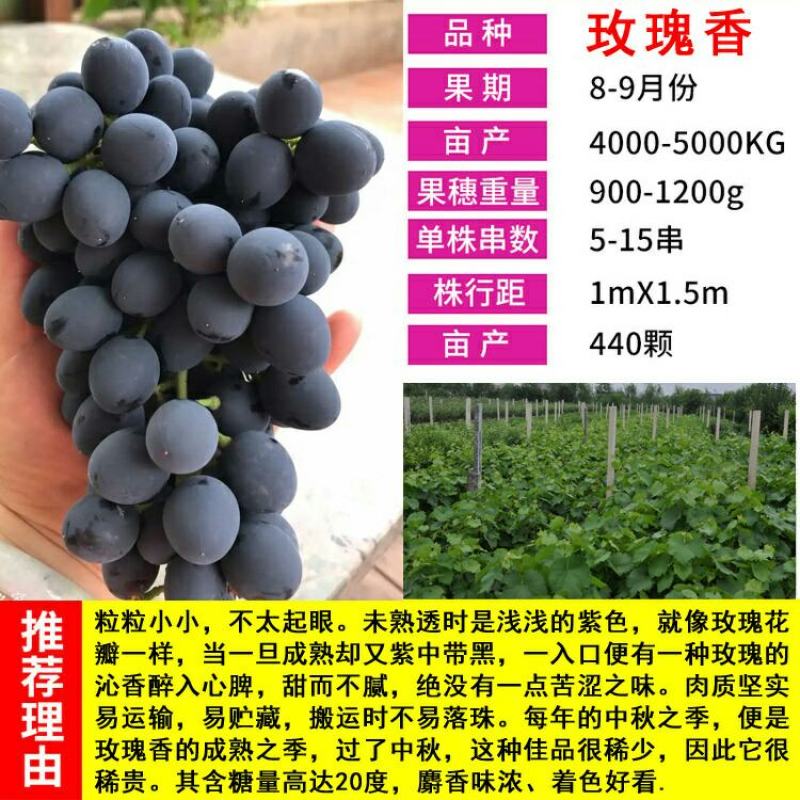 葡萄树苖秧苗爬藤葡萄果苗原盆原土带叶南方北方盆栽当年结果