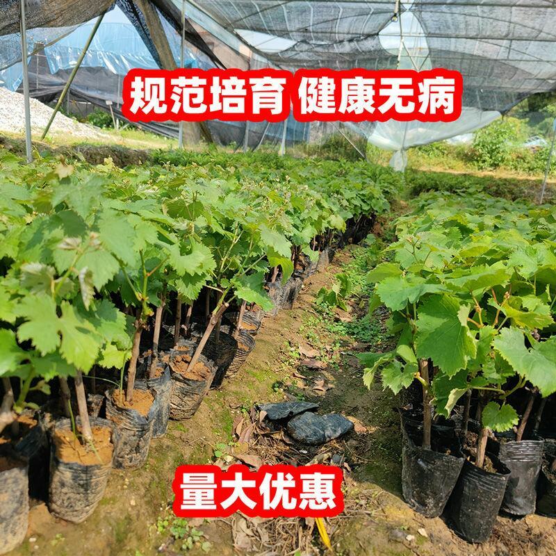 葡萄树苖秧苗爬藤葡萄果苗原盆原土带叶南方北方盆栽当年结果
