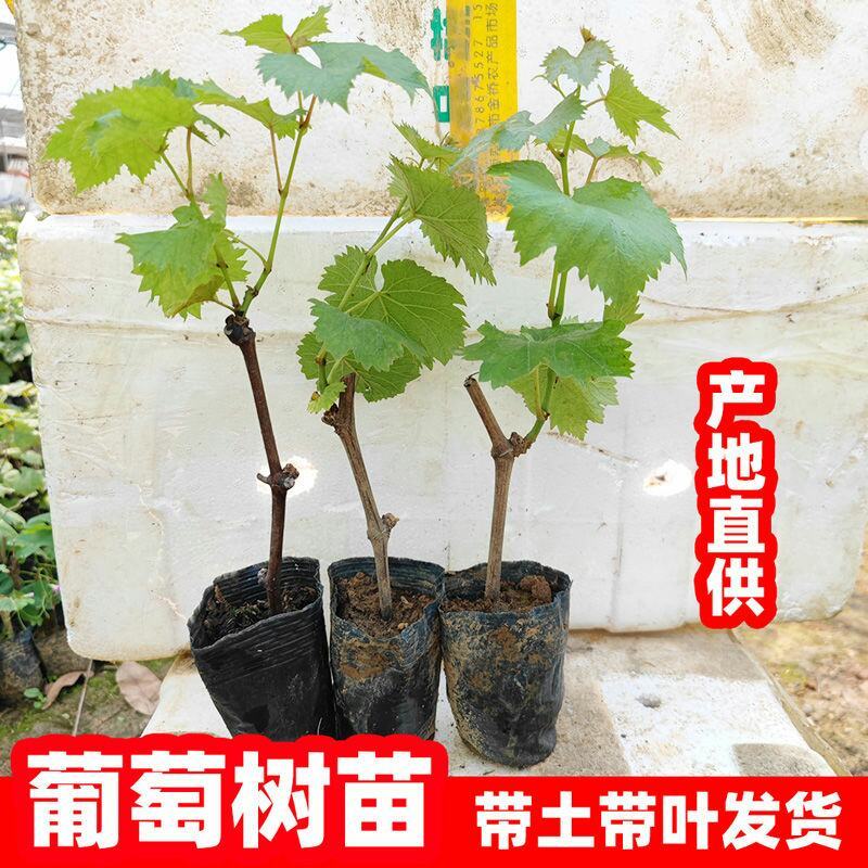 葡萄树苖秧苗爬藤葡萄果苗原盆原土带叶南方北方盆栽当年结果