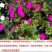紫茉莉种子草茉莉花籽地雷花家庭阳台庭院盆栽易活易种籽