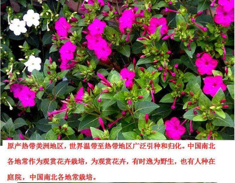 紫茉莉种子草茉莉花籽地雷花家庭阳台庭院盆栽易活易种籽