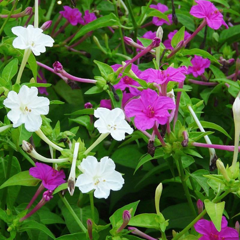 紫茉莉种子草茉莉花籽地雷花家庭阳台庭院盆栽易活易种籽