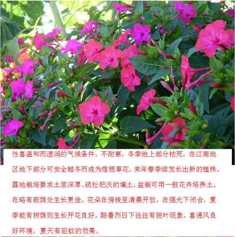 紫茉莉种子草茉莉花籽地雷花家庭阳台庭院盆栽易活易种籽