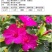 紫茉莉种子草茉莉花籽地雷花家庭阳台庭院盆栽易活易种籽