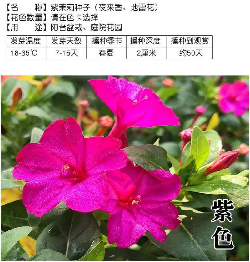 紫茉莉种子草茉莉花籽地雷花家庭阳台庭院盆栽易活易种籽