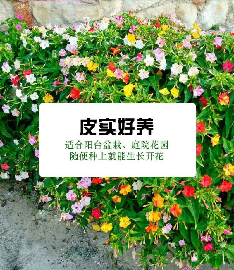 紫茉莉种子草茉莉花籽地雷花家庭阳台庭院盆栽易活易种籽