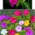 紫茉莉种子草茉莉花籽地雷花家庭阳台庭院盆栽易活易种籽