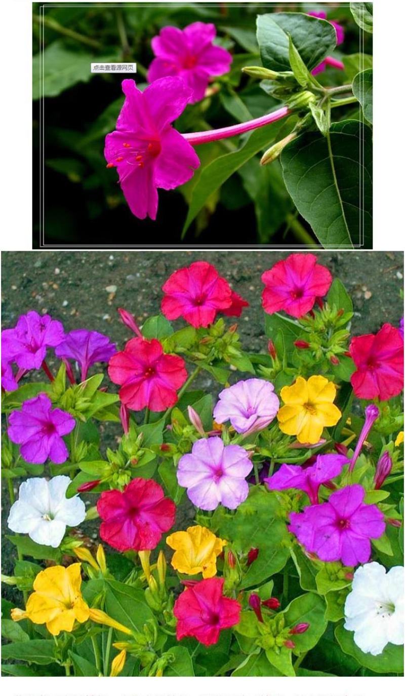 紫茉莉种子草茉莉花籽地雷花家庭阳台庭院盆栽易活易种籽