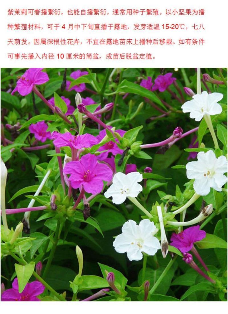 紫茉莉种子草茉莉花籽地雷花家庭阳台庭院盆栽易活易种籽