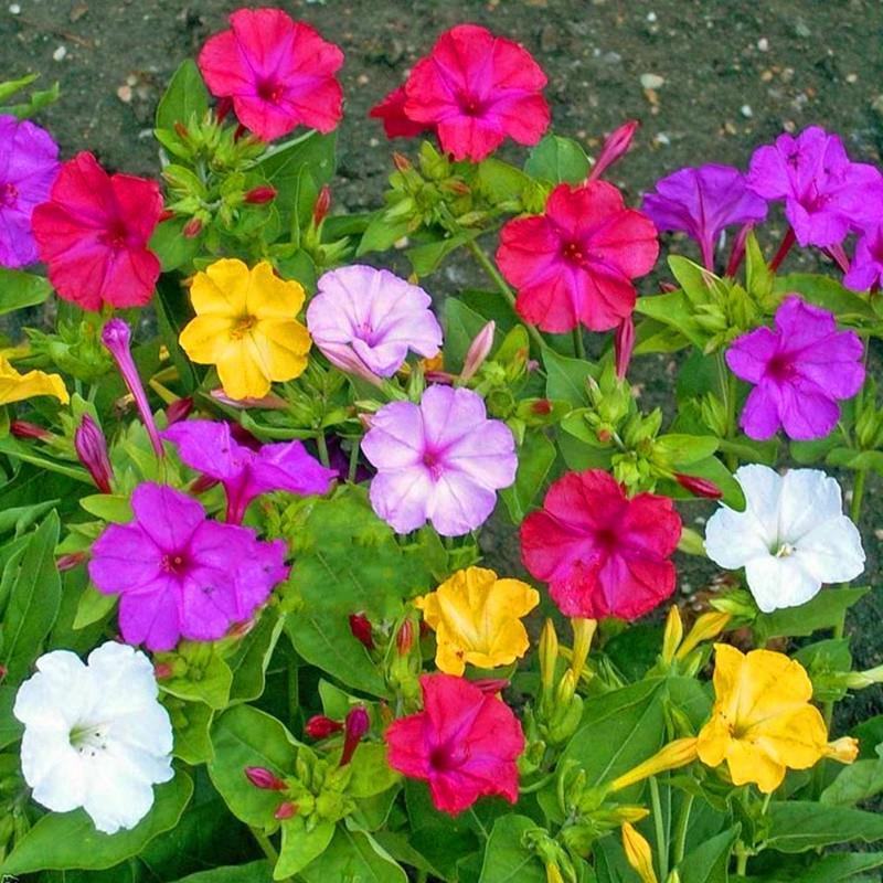 紫茉莉种子草茉莉花籽地雷花家庭阳台庭院盆栽易活易种籽